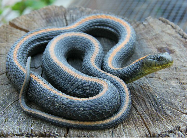 Santa Cruz Garter Snake